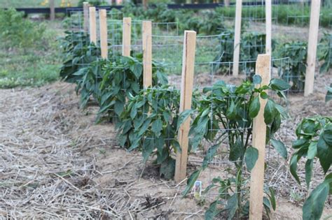 reasons for staking plants|The Importance of Staking Plants: How to Stake Your Plants for .
